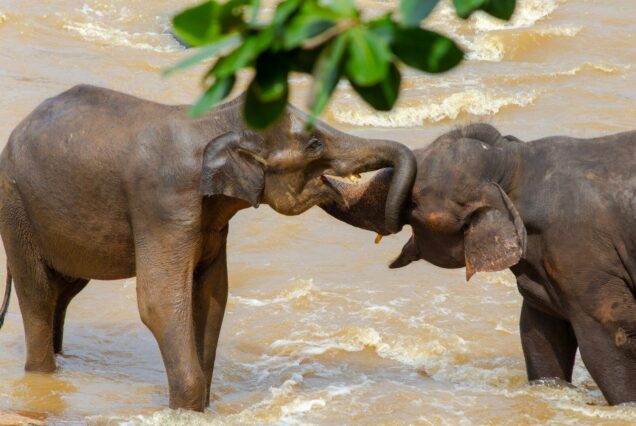 elephant on water during daytime
